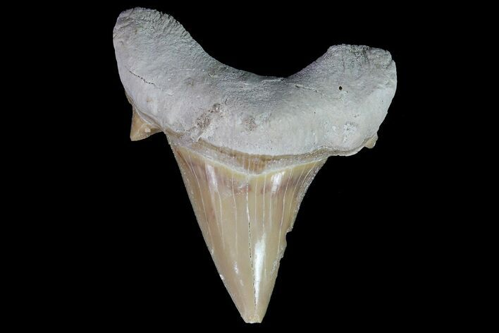 Otodus Shark Tooth Fossil - Eocene #67170